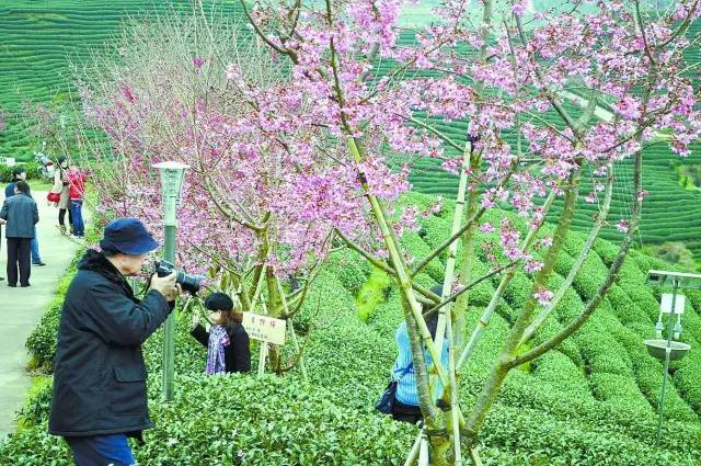 农业+文化+旅游+地产，将会发生什么？