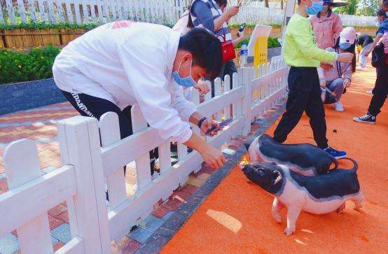 萌宠乐园项目开发